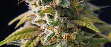Premium Hemp Flower